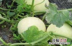 甜瓜裂瓜的原因及防治 甜瓜裂瓜怎么防治