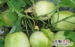 甜瓜的常见病虫害及防治技术 甜瓜的常见病虫害及防治