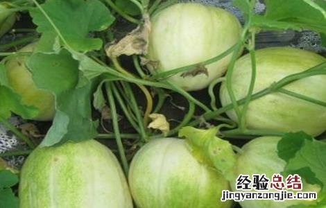 甜瓜的常见病虫害及防治技术 甜瓜的常见病虫害及防治