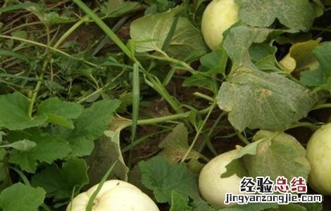甜瓜的常见病虫害及防治技术 甜瓜的常见病虫害及防治