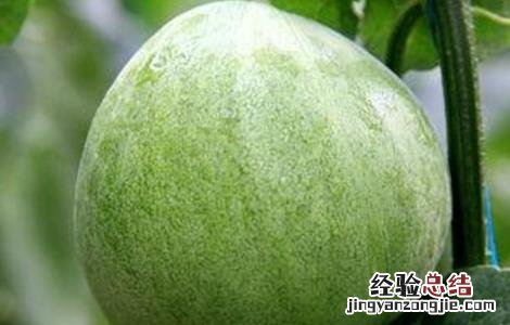 甜瓜的常见病虫害及防治技术 甜瓜的常见病虫害及防治