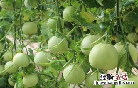 甜瓜的常见病虫害及防治技术 甜瓜的常见病虫害及防治