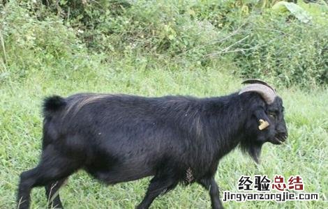 黑山羊的养殖技术 黑山羊的养殖技术及饲养管理