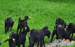 黑山羊的养殖技术 黑山羊的养殖技术及饲养管理