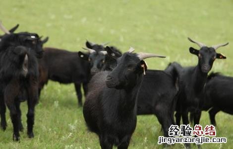 黑山羊的养殖技术 黑山羊的养殖技术及饲养管理