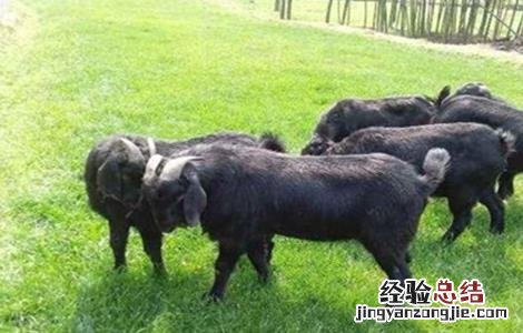 黑山羊的养殖技术 黑山羊的养殖技术及饲养管理