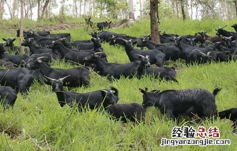 黑山羊的养殖技术 黑山羊的养殖技术及饲养管理