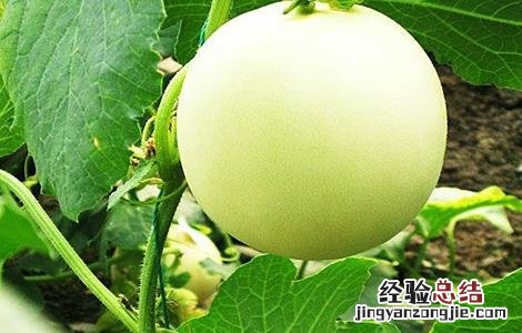 甜瓜田间管理技术要点 春季甜瓜的田间管理方法