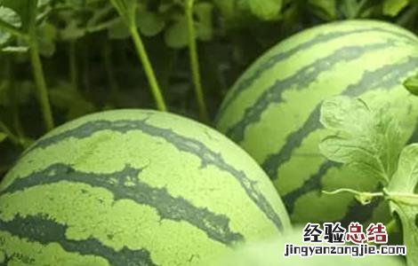 西瓜坐果不良的原因是什么 西瓜坐果不良的原因