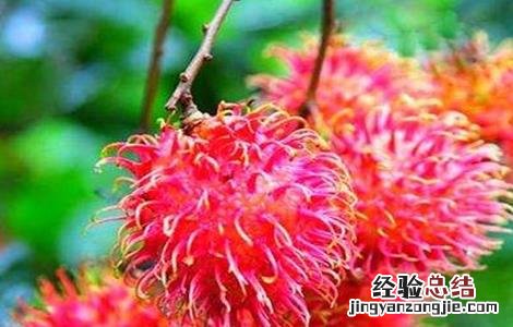 红毛丹种植方法介绍 红毛丹的种植方法