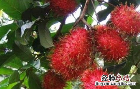 红毛丹种植方法介绍 红毛丹的种植方法