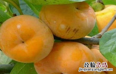 柿子树掉果怎么办 柿子树掉果怎么办视频