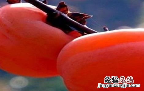 柿子树掉果怎么办 柿子树掉果怎么办视频