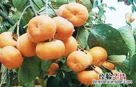 柿子树掉果怎么办 柿子树掉果怎么办视频
