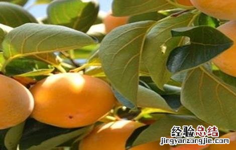 柿子树掉果怎么办 柿子树掉果怎么办视频