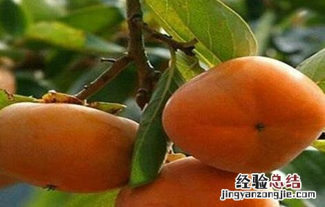柿子树掉果怎么办 柿子树掉果怎么办视频