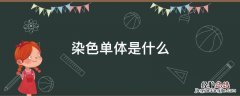 染色单体是什么 姐妹染色单体是什么