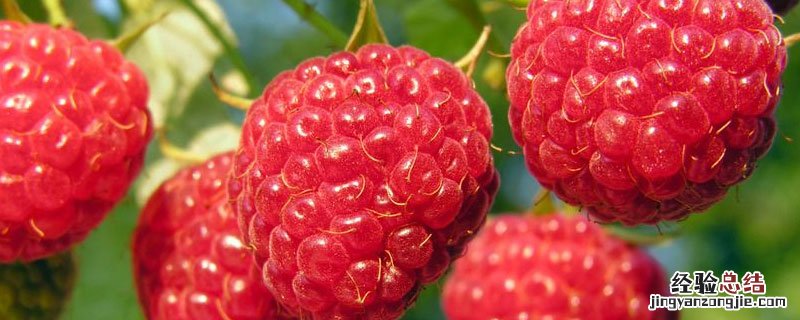 树莓繁殖方法有哪些 树莓的繁殖方法有哪些