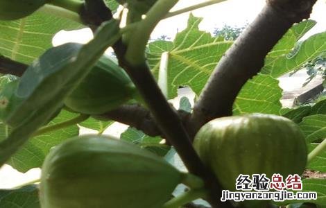 无花果 虫害 无花果的虫害与防治