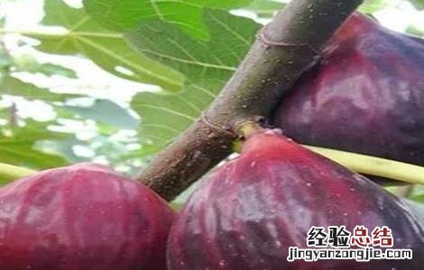 无花果 虫害 无花果的虫害与防治