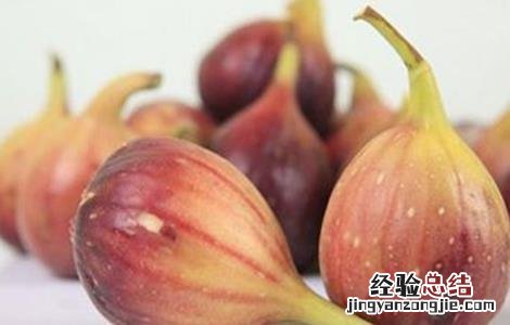 无花果 虫害 无花果的虫害与防治