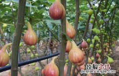 无花果 虫害 无花果的虫害与防治