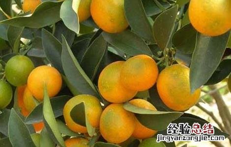 柑橘的园间管理方法 柑橘的田间管理