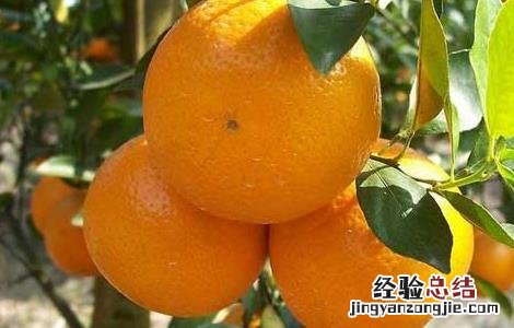 柑橘的园间管理方法 柑橘的田间管理