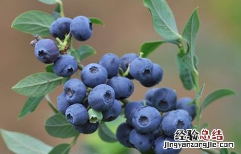 蓝莓的常见病害及防治方法 蓝莓的常见病害及防治
