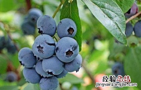 蓝莓的常见病害及防治方法 蓝莓的常见病害及防治