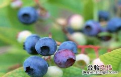 蓝莓的常见病害及防治方法 蓝莓的常见病害及防治