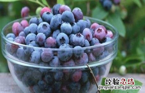 蓝莓的常见病害及防治方法 蓝莓的常见病害及防治