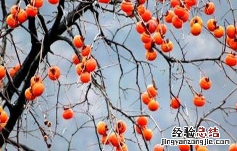柿子树不结果的原因 柿子树不结果的原因 雄树