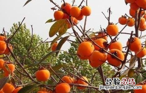 柿子树不结果的原因 柿子树不结果的原因 雄树