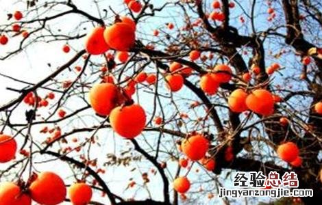 柿子树不结果的原因 柿子树不结果的原因 雄树