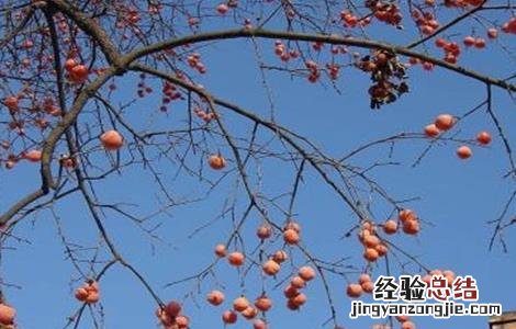 柿子树不结果的原因 柿子树不结果的原因 雄树
