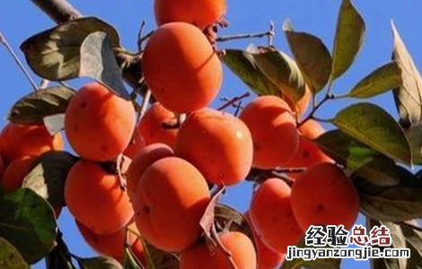 柿子树不结果的原因 柿子树不结果的原因 雄树