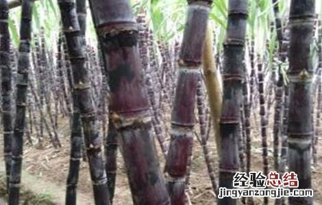 甘蔗秋季管理要点 甘蔗十月份管理方法