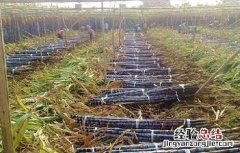 甘蔗秋季管理要点 甘蔗十月份管理方法