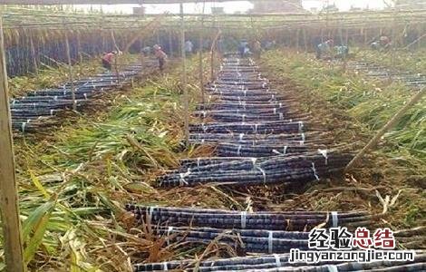 甘蔗秋季管理要点 甘蔗十月份管理方法