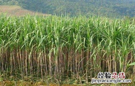 甘蔗秋季管理要点 甘蔗十月份管理方法