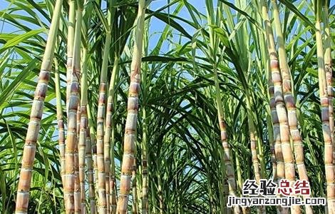 甘蔗秋季管理要点 甘蔗十月份管理方法