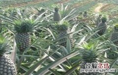 菠萝的施肥方法 菠萝的施肥方法有哪些