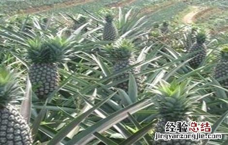 菠萝的施肥方法 菠萝的施肥方法有哪些