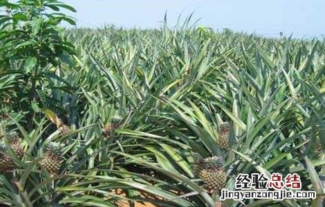 菠萝的施肥方法 菠萝的施肥方法有哪些