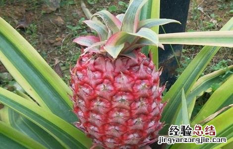 菠萝的施肥方法 菠萝的施肥方法有哪些