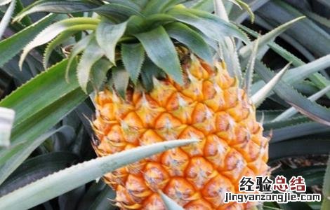 菠萝的施肥方法 菠萝的施肥方法有哪些