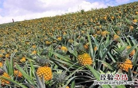 菠萝的施肥方法 菠萝的施肥方法有哪些