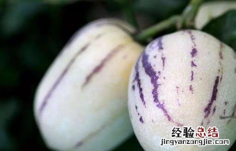 人参果的种植技术要点 人参果的种植技术