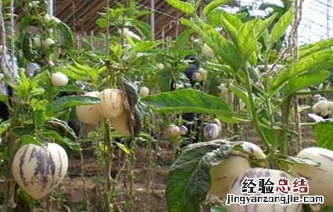 人参果的种植技术要点 人参果的种植技术